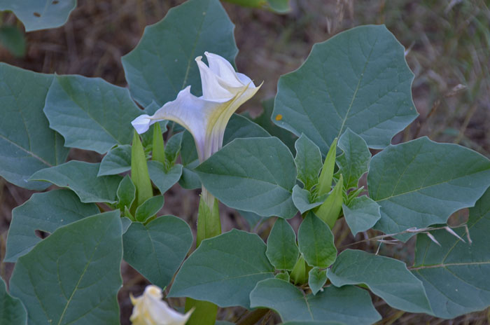 Desert Thorn-apple blooms from September to October and grows at elevations up to 2,000 feet. Flowers close at sun-up. Datura discolor